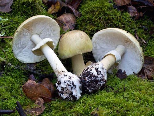 How can I recognize edible mushrooms?