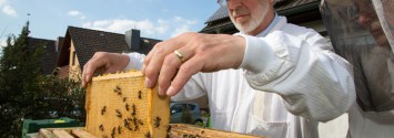 Why 100,000 German Bee Keepers Want to Ban GMOs
