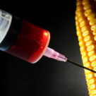 Poland Announces Complete Ban on Monsanto’s Genetically Modified Maize Poland Announces Complete Ban on Monsanto’s Genetically Modified Maize
