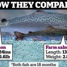 Troubling Emails Reveal Federal Scientists Fear FDA Approval of Genetically Modified Salmon Troubling Emails Reveal Federal Scientists Fear FDA Approval of Genetically Modified Salmon