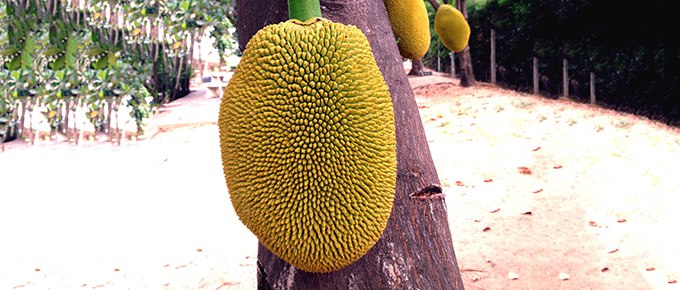 Jackfruit-tree-680