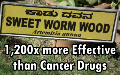 sweet wormwood