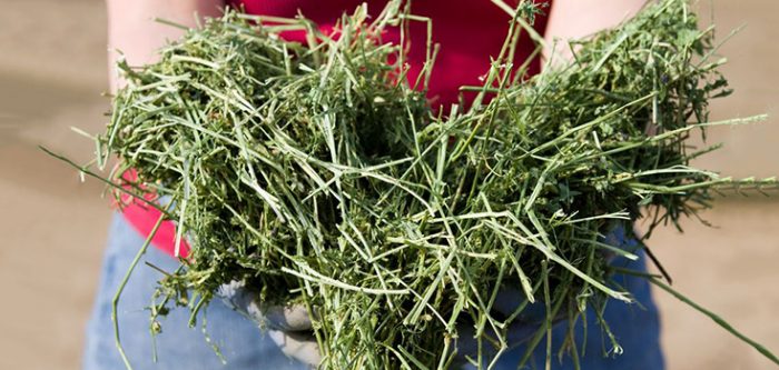 alfalfa