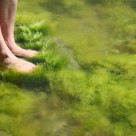 Algae: Both a Superfood and Renewable Energy Resource Algae: Both a Superfood and Renewable Energy Resource