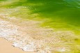 Could This Algae Bloom Toxin be a Cause of Alzheimer's, ALS?