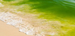 Could This Algae Bloom Toxin be a Cause of Alzheimer's, ALS?