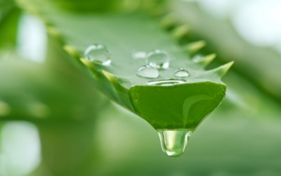 aloe vera gel