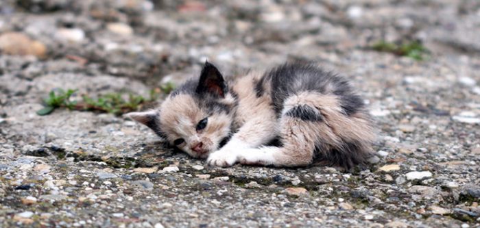 kitten in the road