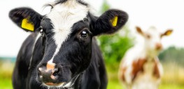 Dairy Allergies: Why Do So Many Children Suffer from Them?