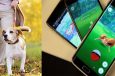 Animal Shelter Uses Pokemon Go Craze for Walking Dogs