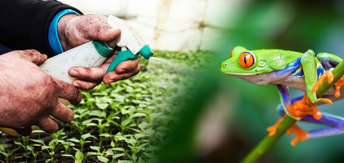 pesticides amphibians