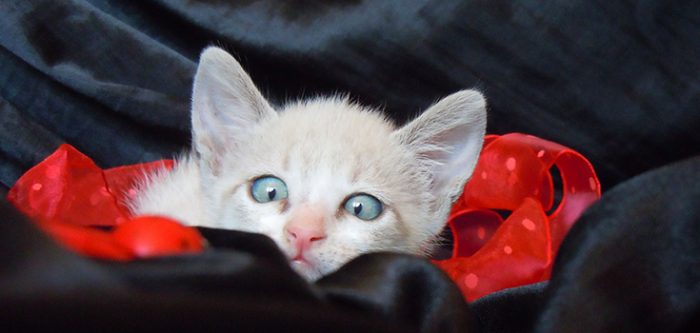 cat