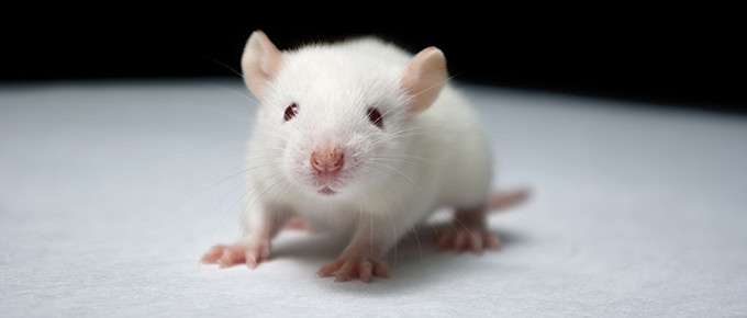 animal-rat-mouse-study-680