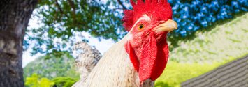 Chickens and Bugs Replace Pesticides, Herbicides for Some Farmers