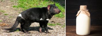 Tasmanian devil milk, superbugs