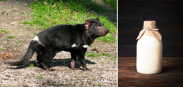Tasmanian devil milk, superbugs