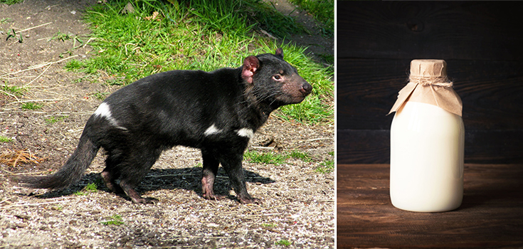 Tasmanian devil milk, superbugs