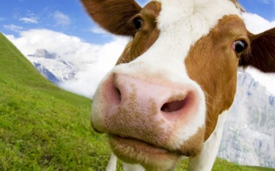 cow