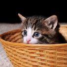 Parasite Found in Kitty Litter may Cause Mental Illness Parasite Found in Kitty Litter may Cause Mental Illness