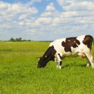 Are Beef Eaters in Danger of Mad Cow Disease? Are Beef Eaters in Danger of Mad Cow Disease?