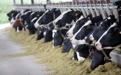 cattle