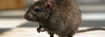 New Study Finds GMO Corn Makes Rats Infertile