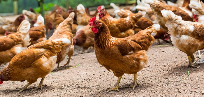 chickens