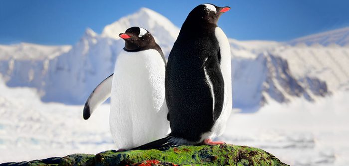animals in antarctica