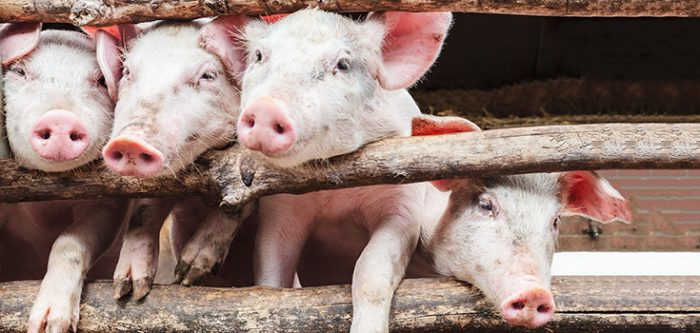 pigs