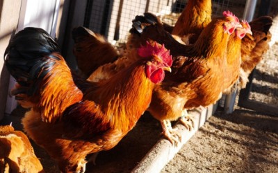 chickens