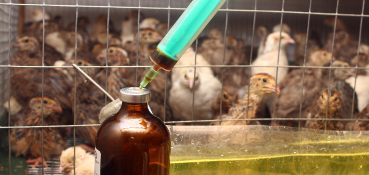 animals_chickens_antibiotics_735_350