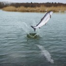 Fraudulent Seafood | Are You Really Getting What You Think You Are? Fraudulent Seafood | Are You Really Getting What You Think You Are?