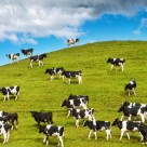 Would You Eat Cloned Meat? Scientists Claim Cloned Cattle is Safe to Eat Would You Eat Cloned Meat? Scientists Claim Cloned Cattle is Safe to Eat