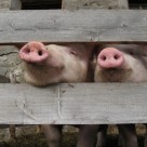 Processed Meats Skyrocket Your Risk of Cancer Processed Meats Skyrocket Your Risk of Cancer
