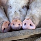 Factory Farms Produce 100 Times More Waste than U.S. Population Factory Farms Produce 100 Times More Waste than U.S. Population