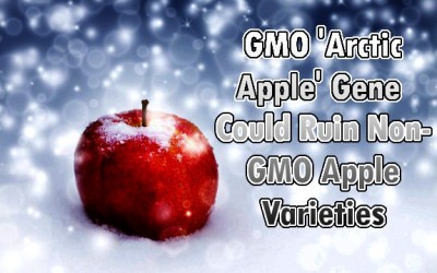 arctic apple
