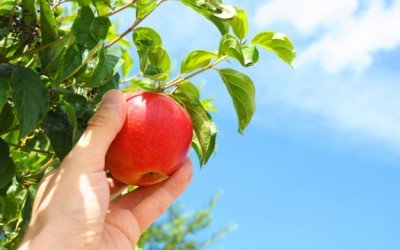apple picking