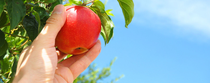 apple_piocked_730_290