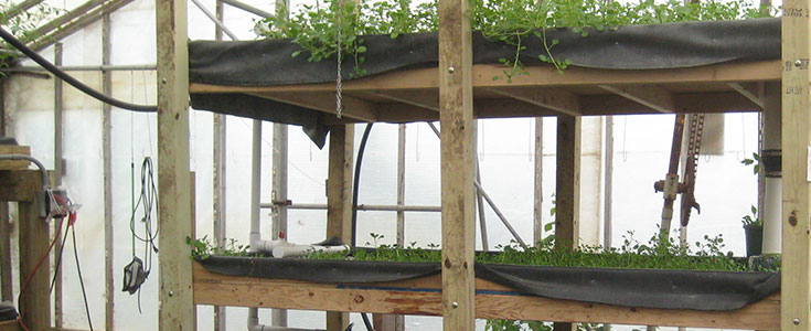 aquaponics-farming