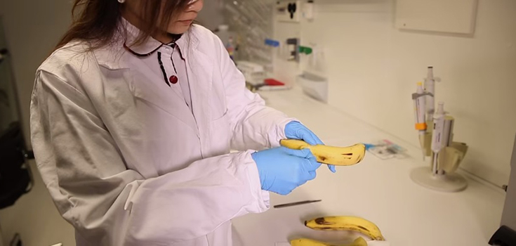 article-banana-science-735-350