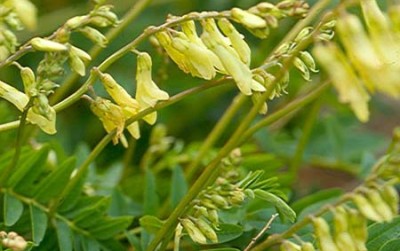 astragalus