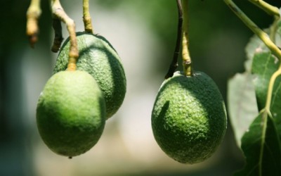 avocado tree