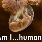 Biotech is Creating GMO Human Babies: What Could Possibly go Wrong? Biotech is Creating GMO Human Babies: What Could Possibly go Wrong?