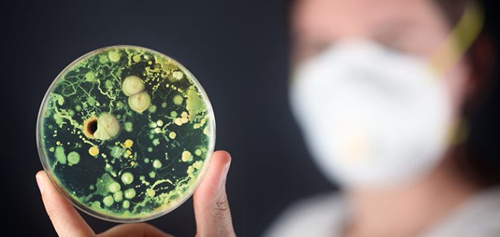 drug-resistant candida auris