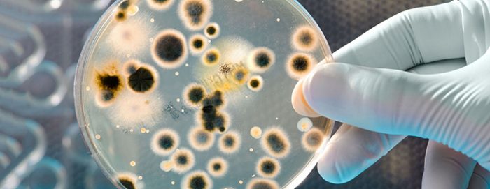 bacteria