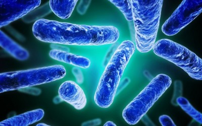 bacteria