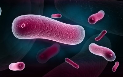 bacteria