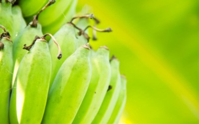 bananas