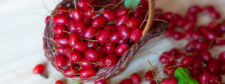 barberry_basket_730_275