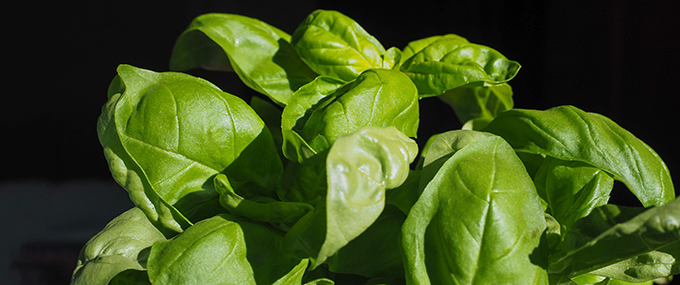 basil plant